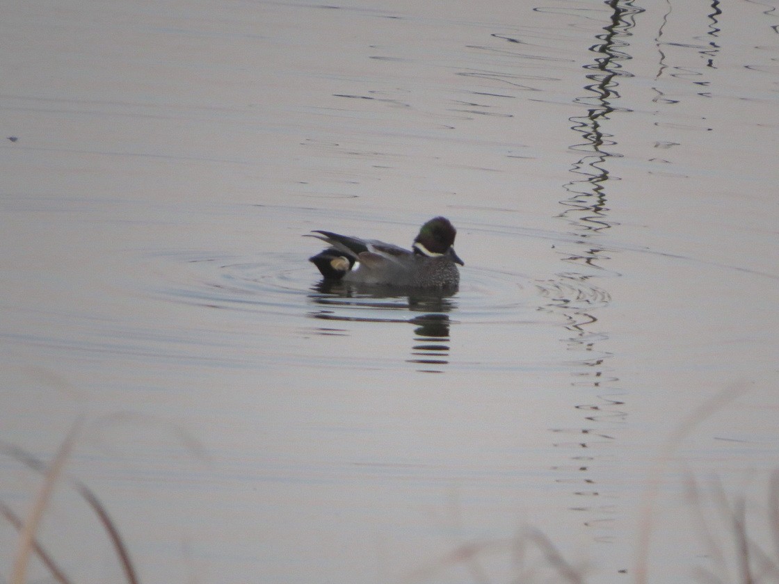 sibirand - ML645491223