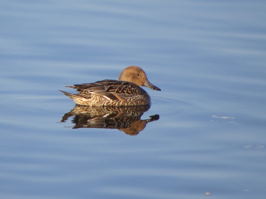 stjertand - ML645491225