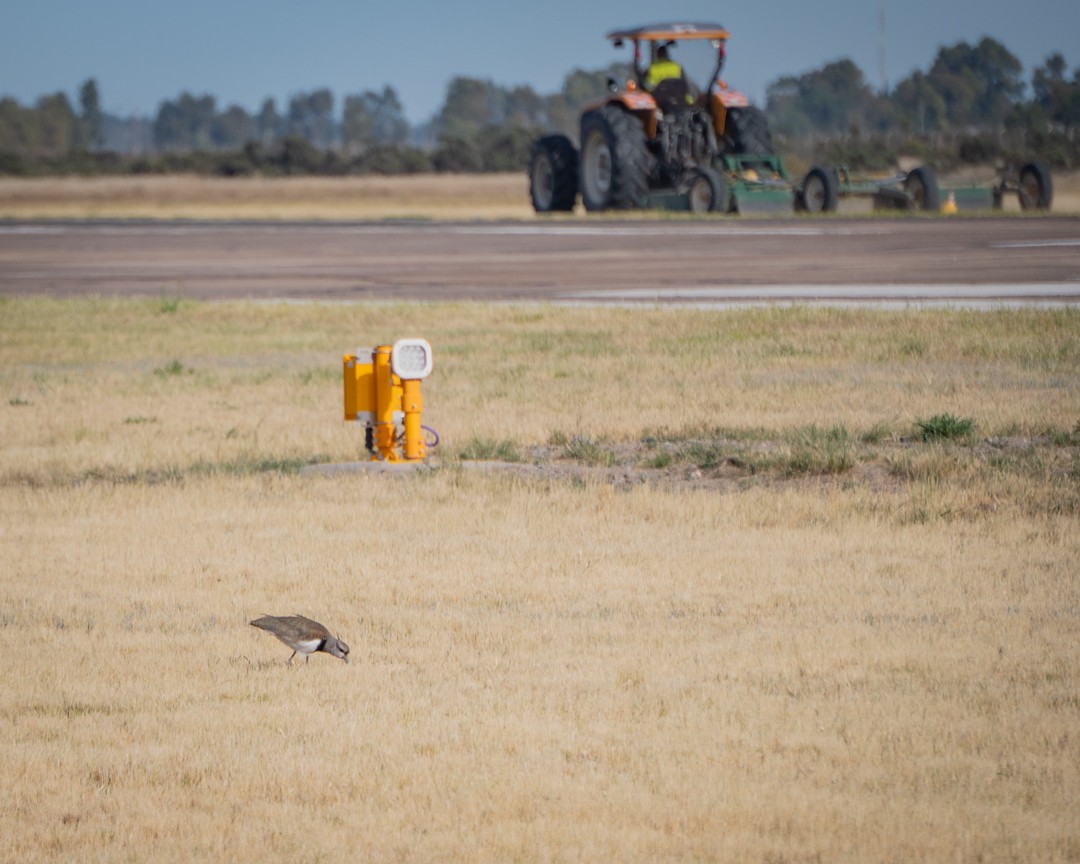 Southern Lapwing - ML645491226