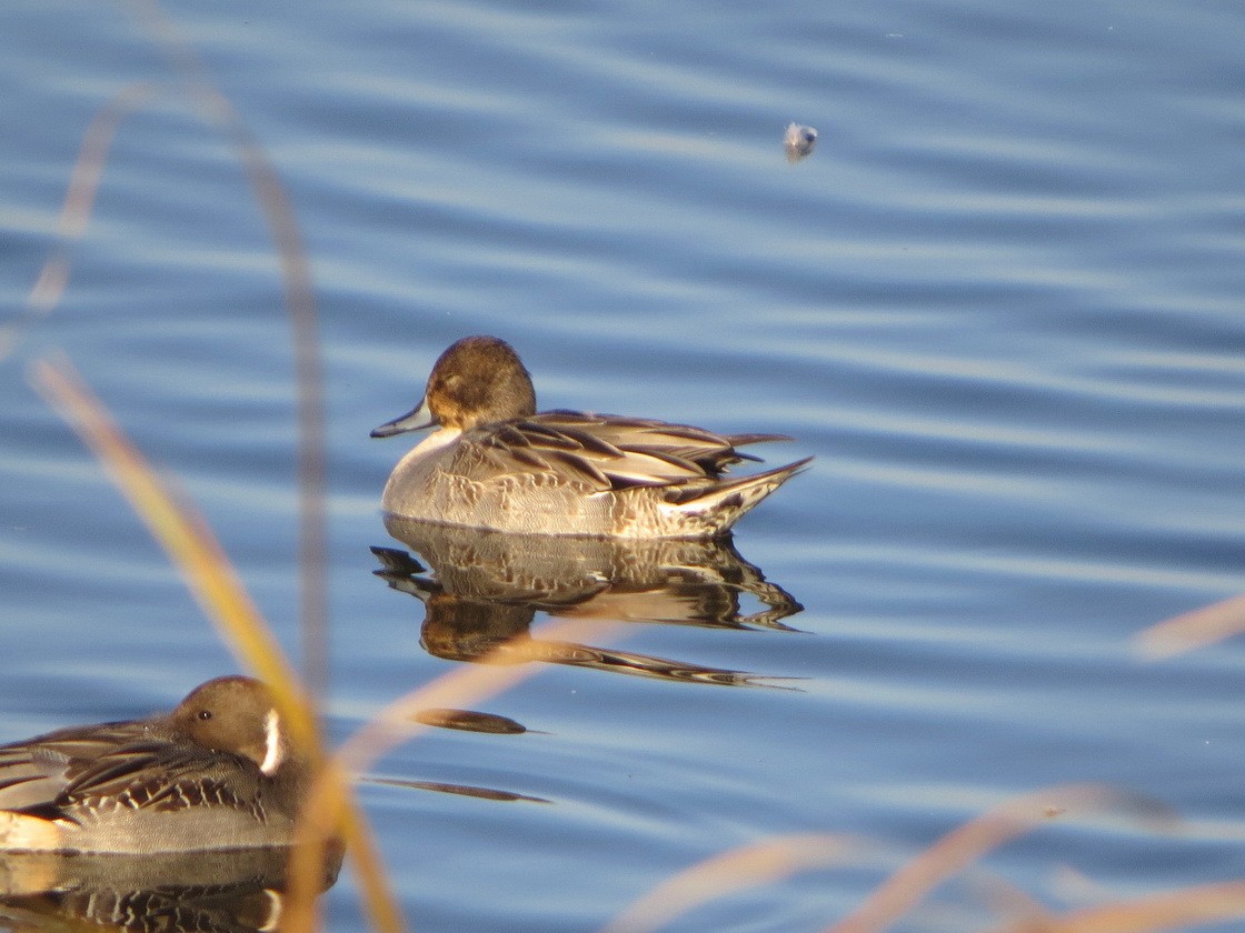 stjertand - ML645491228