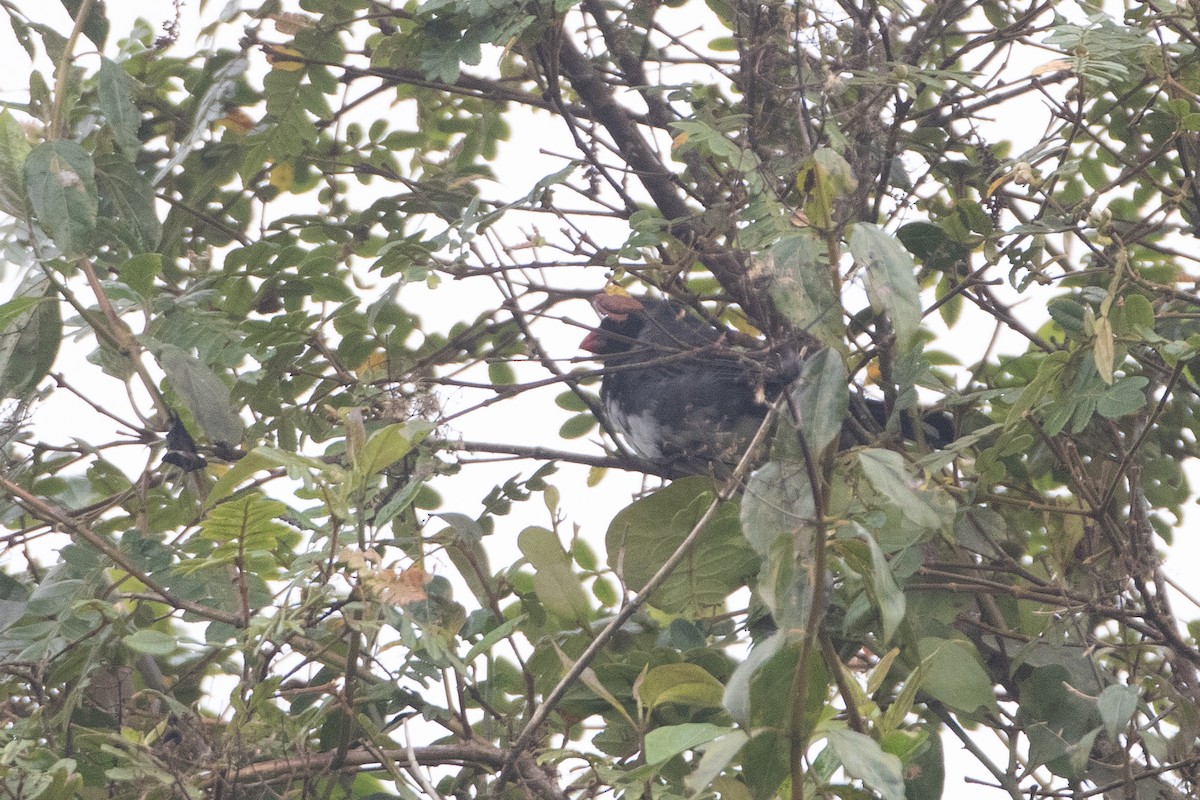 Masked Saltator - ML645491229