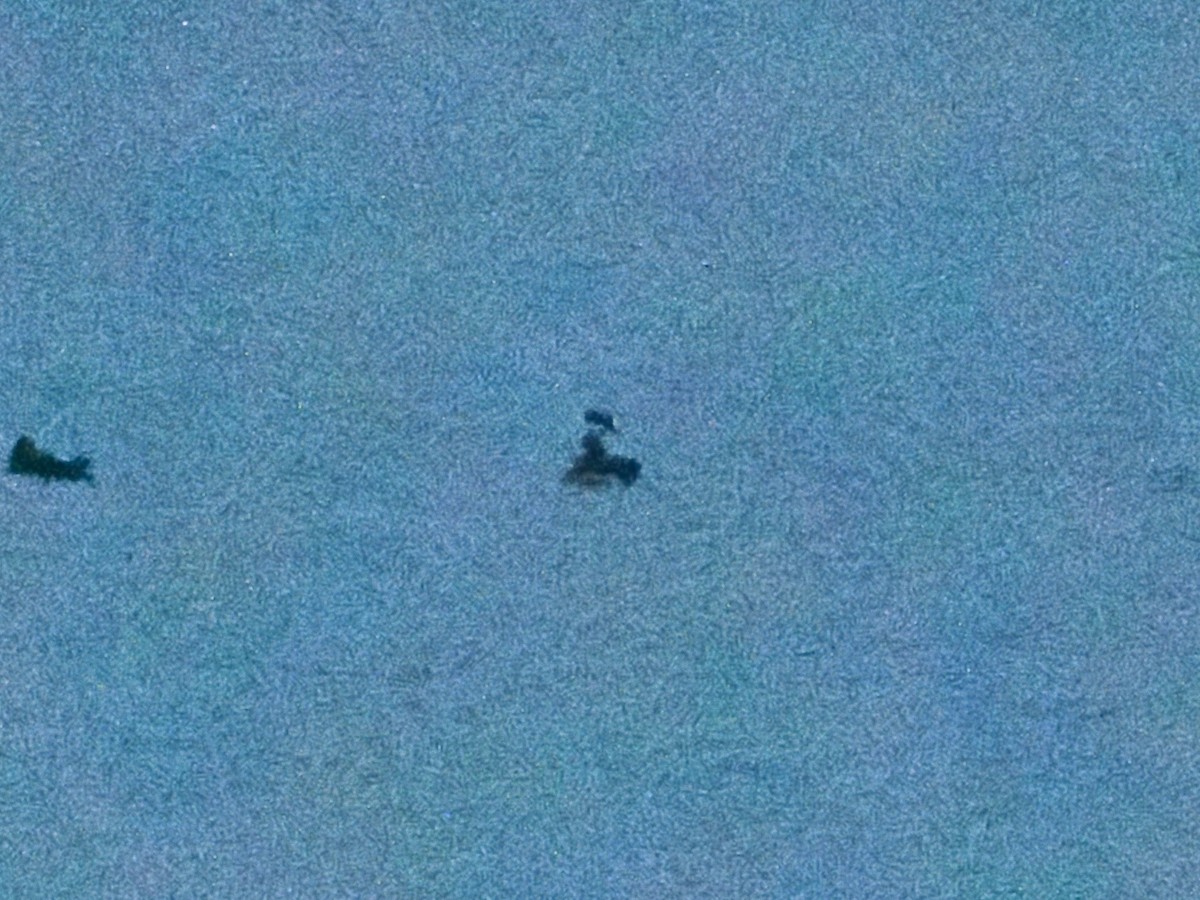 Red-necked Grebe - ML645491238