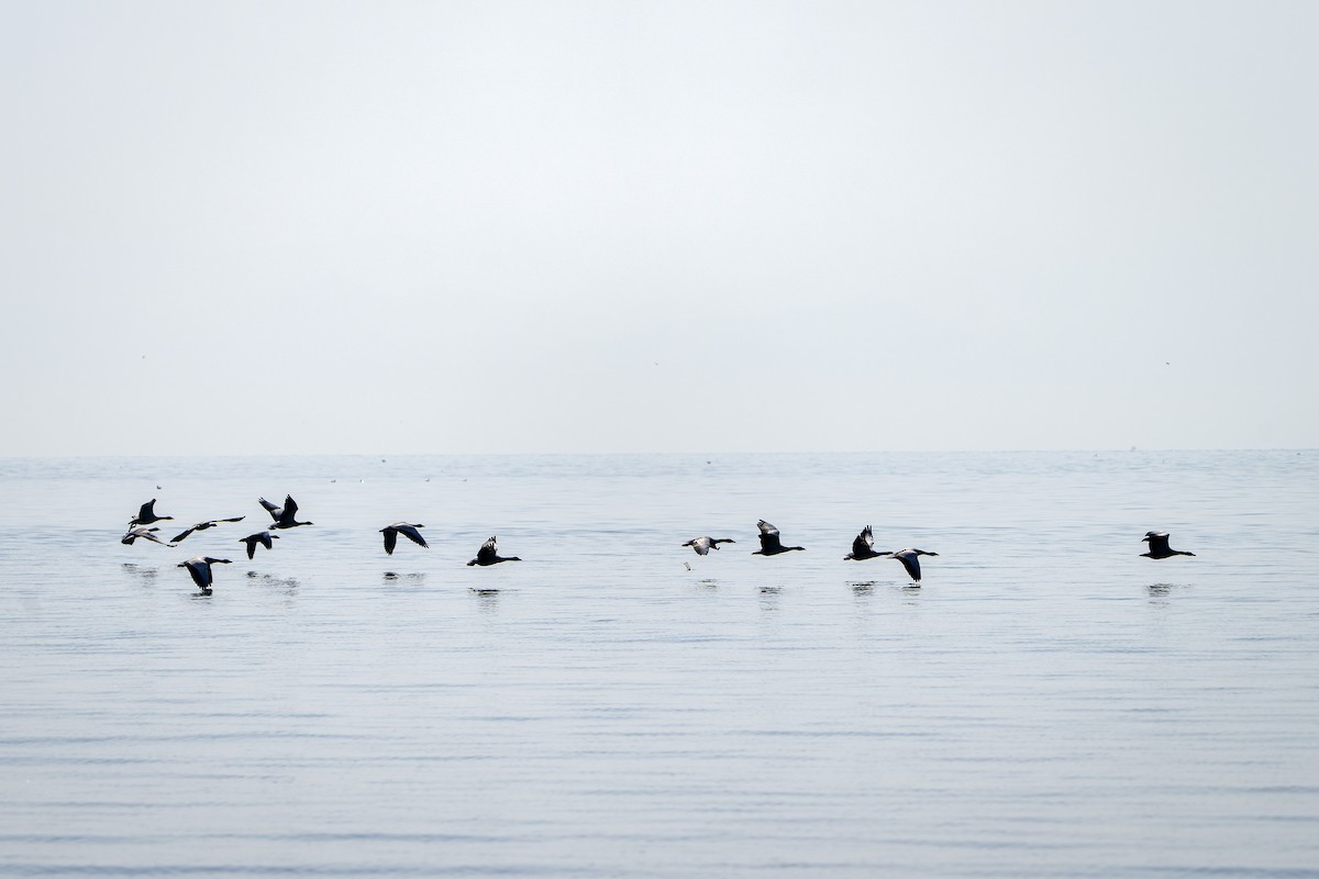 Oie à tête barrée - ML645491241