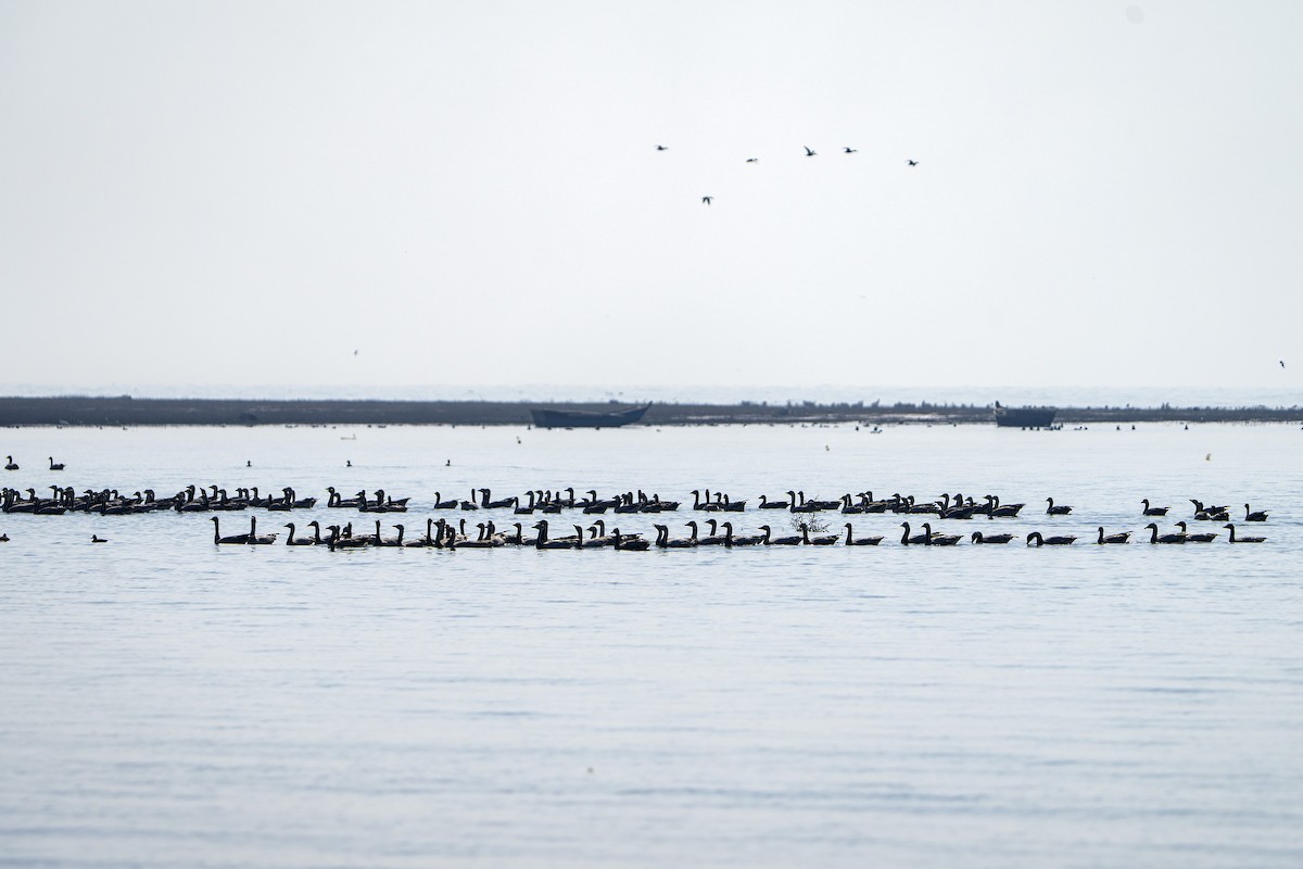 Oie à tête barrée - ML645491242