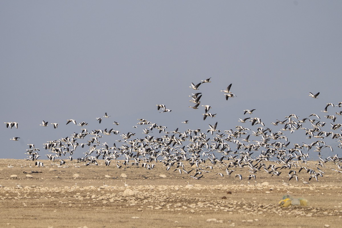 Oie à tête barrée - ML645491243