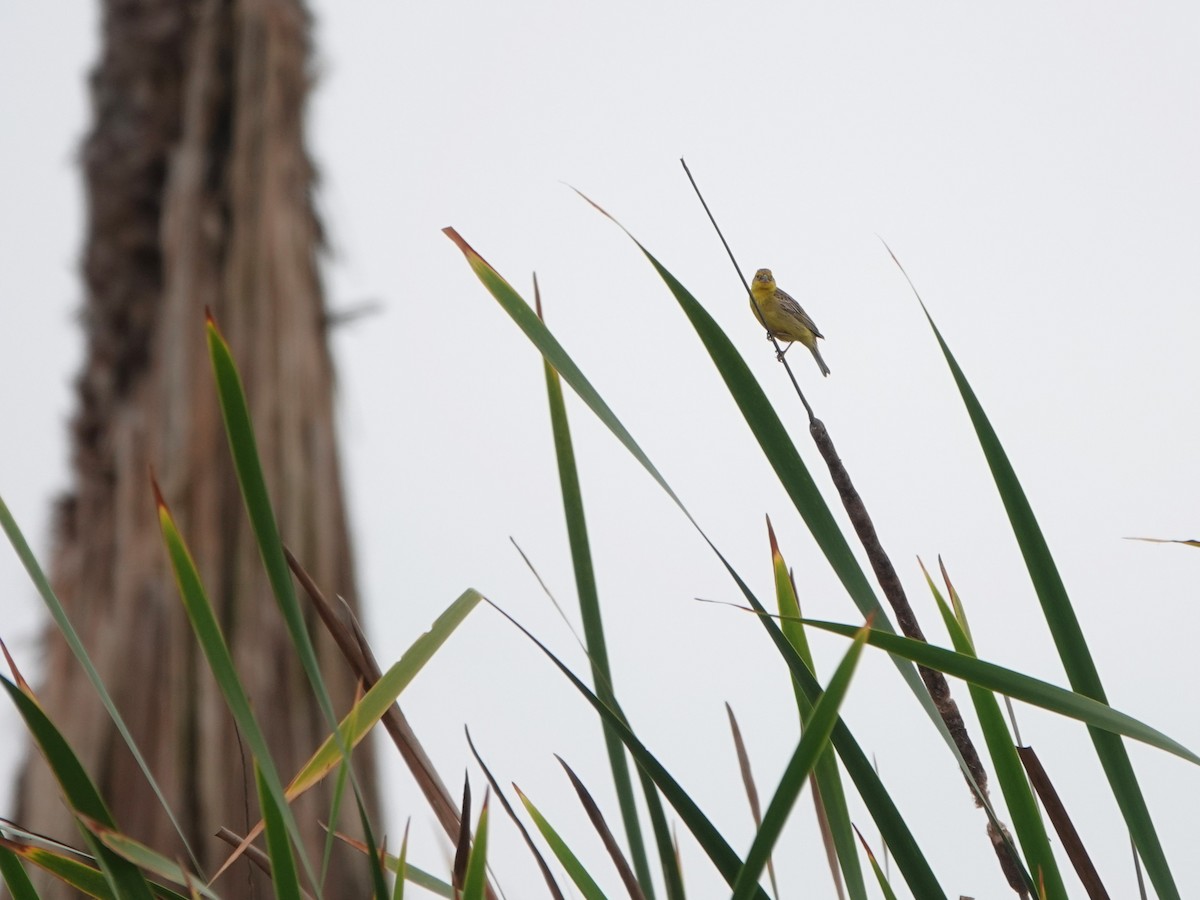 Короткоклювый зерноед - ML645491244