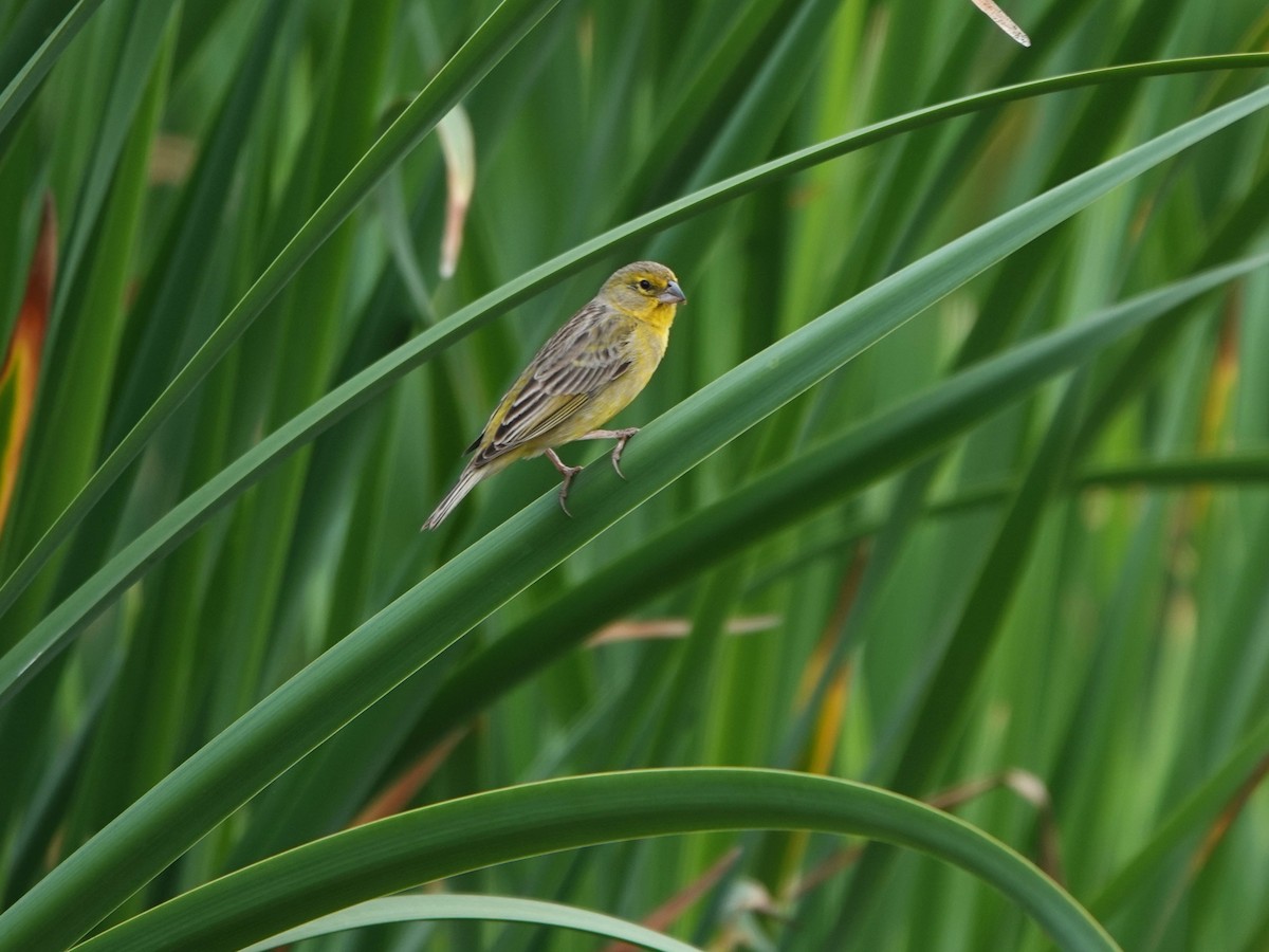 Короткоклювый зерноед - ML645491245