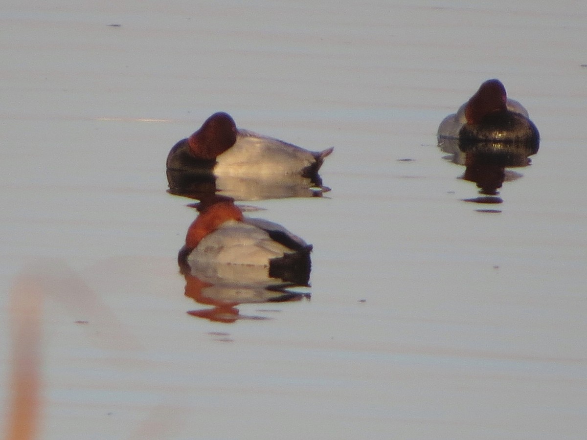 taffeland - ML645491250