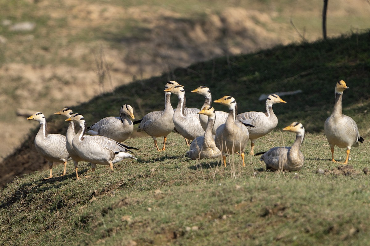Oie à tête barrée - ML645491252