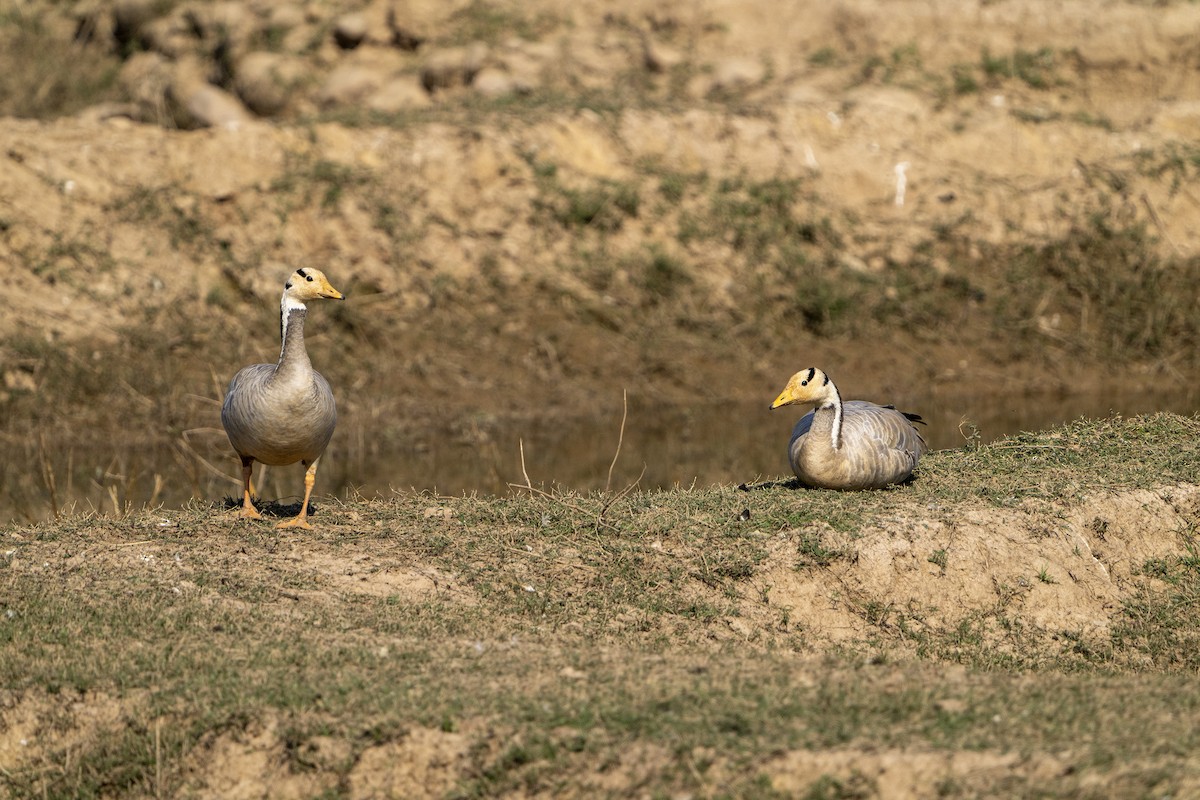 Oie à tête barrée - ML645491253
