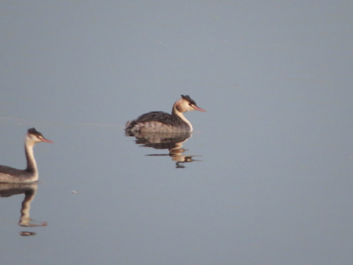 toppdykker - ML645491262