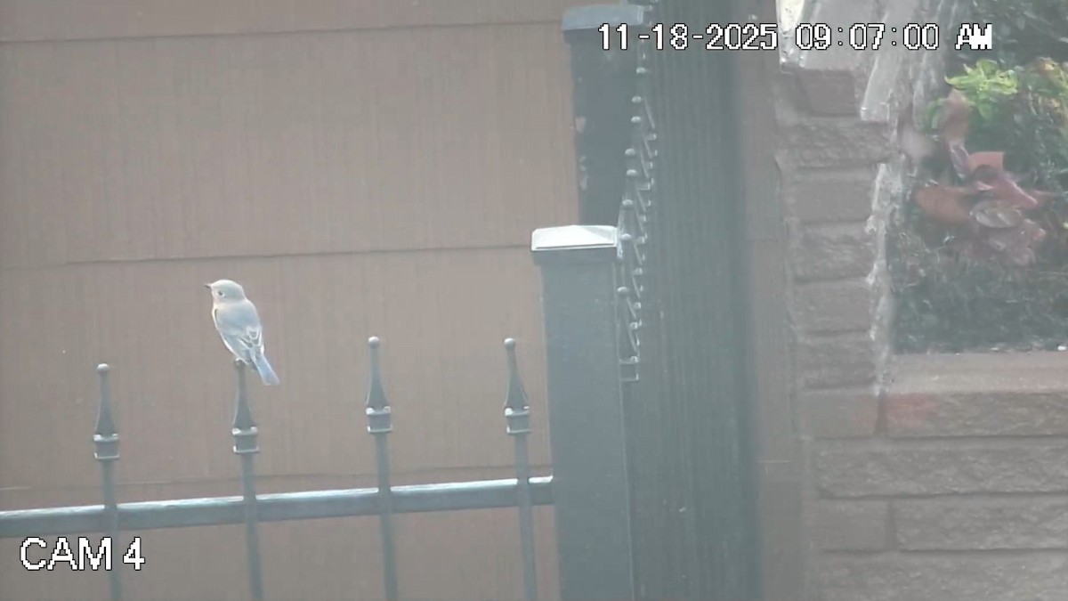 Eastern Bluebird - ML645491264