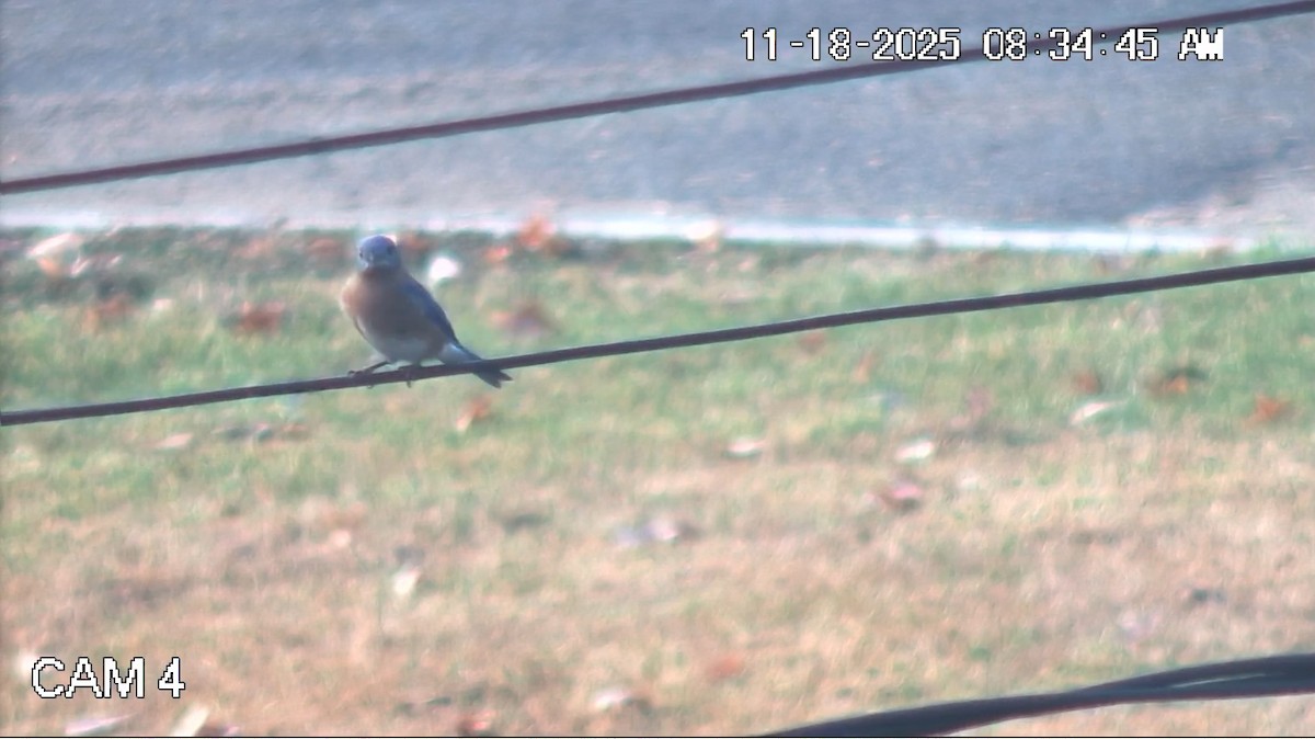 Eastern Bluebird - ML645491265