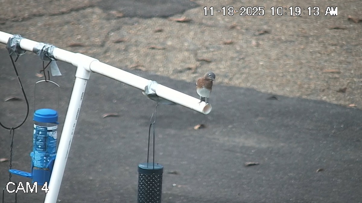 Eastern Bluebird - ML645491266