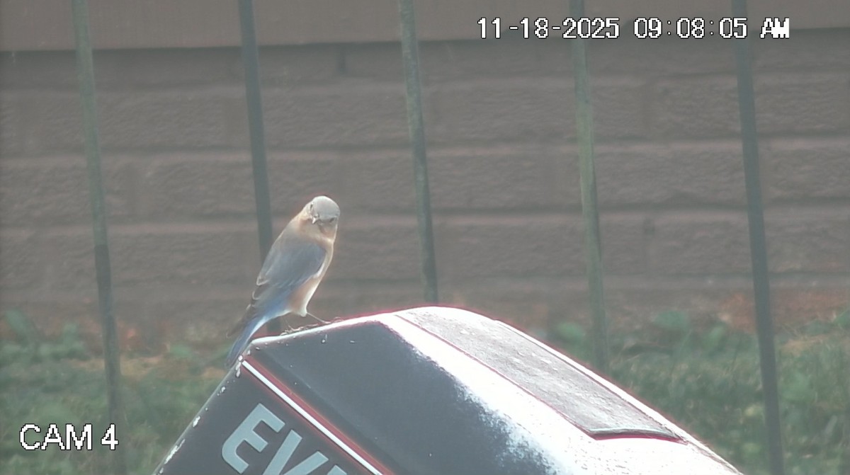 Eastern Bluebird - ML645491267