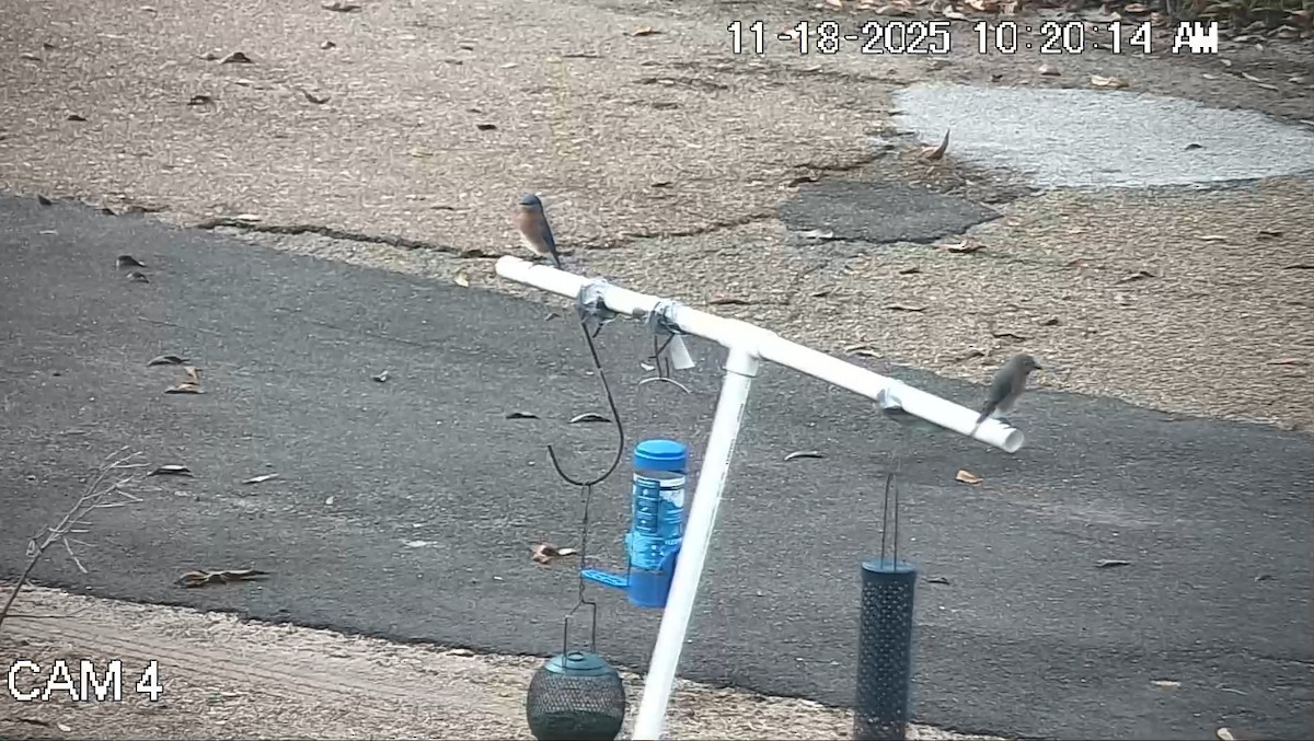 Eastern Bluebird - ML645491268