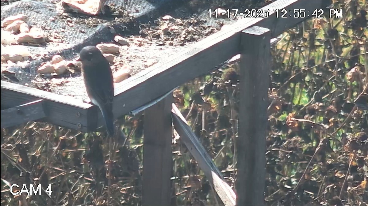 Eastern Bluebird - ML645491269