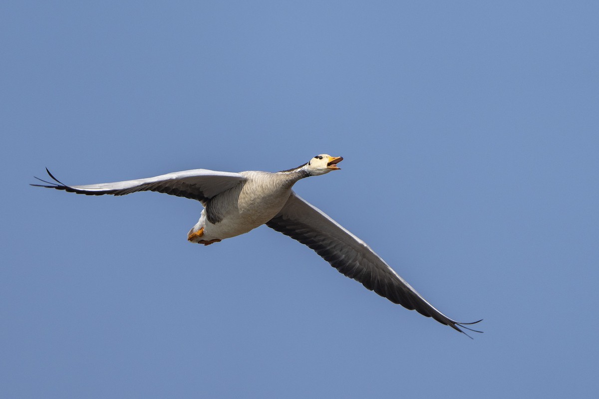 Oie à tête barrée - ML645491272