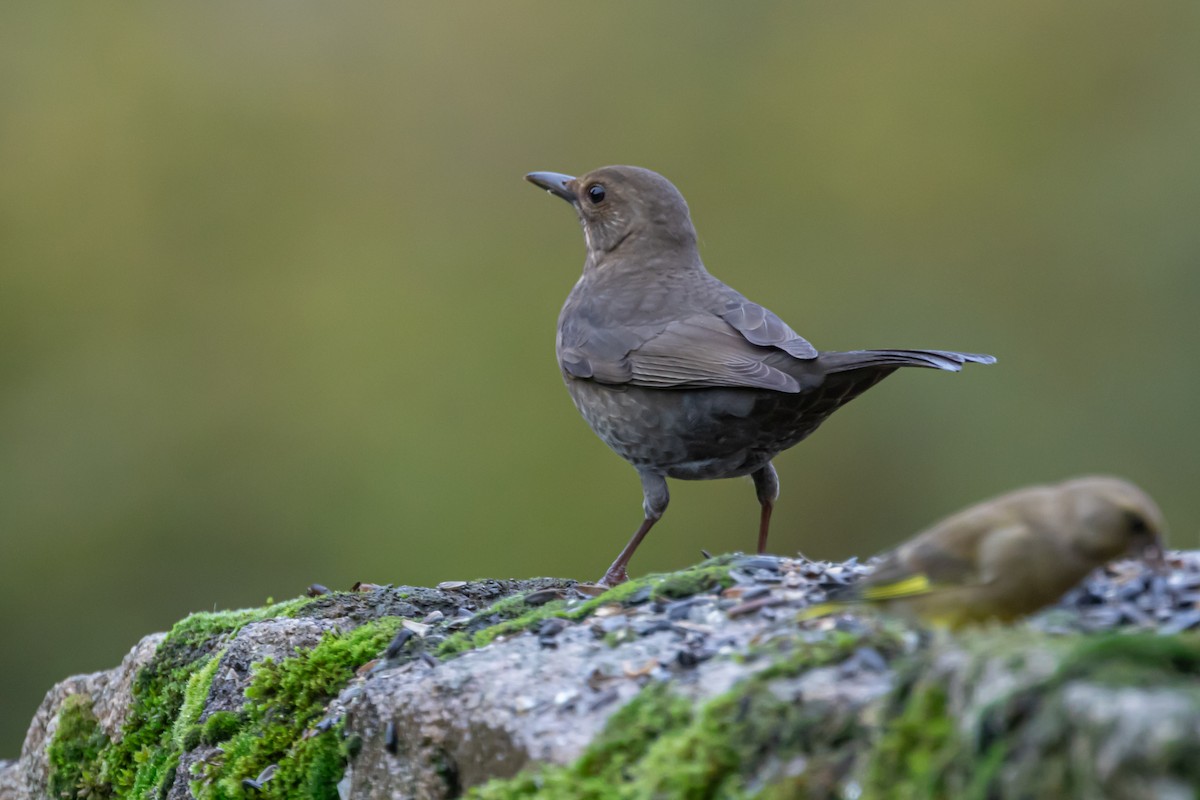 kos černý - ML645491276