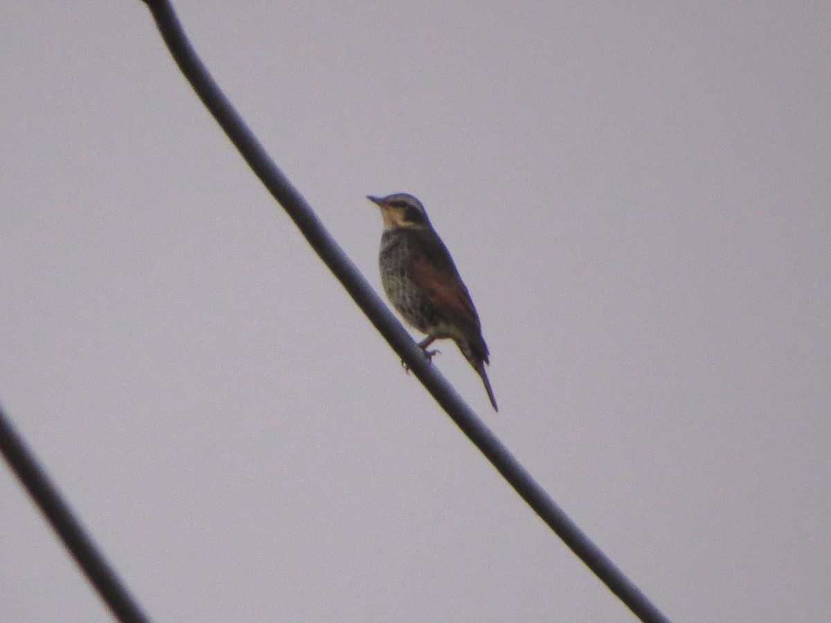 svartflekktrost - ML645491283