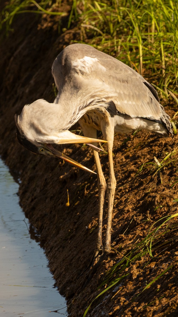 Cocoi Heron - ML645491284