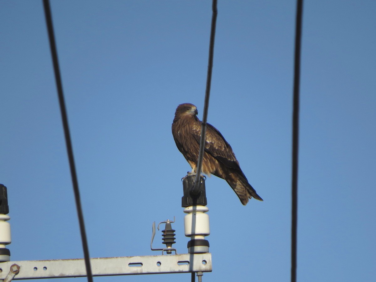 svartglente - ML645491286