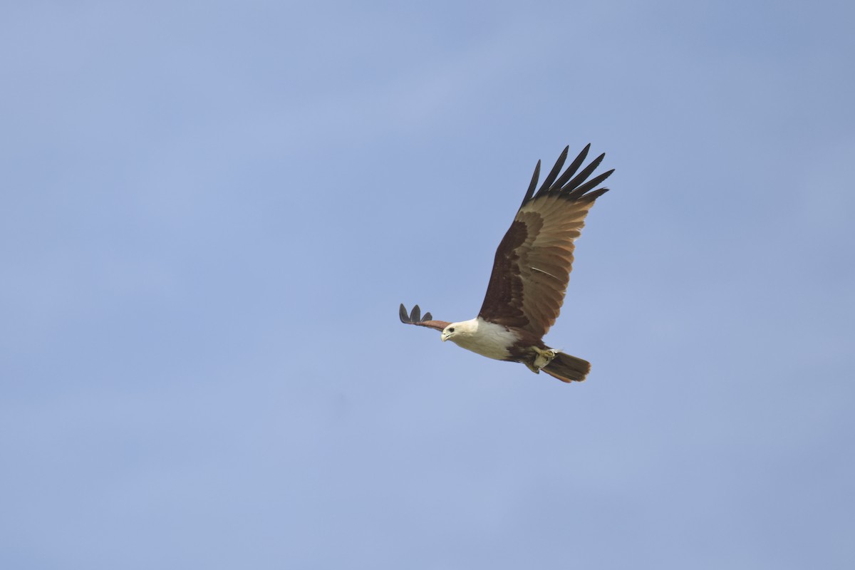 Шуліка королівський - ML645491307