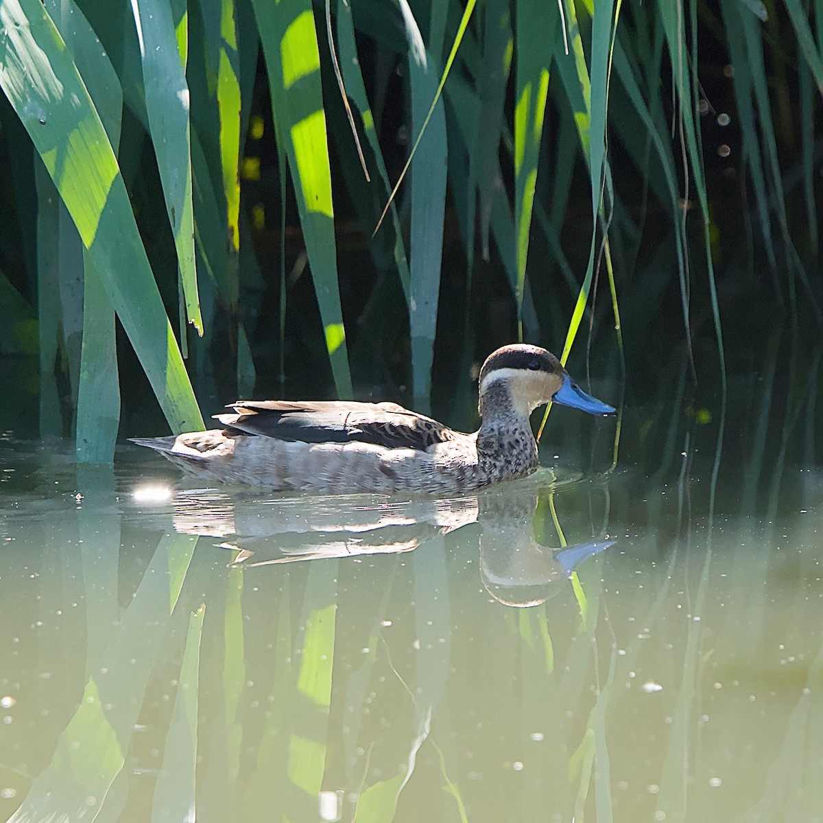 Чирянка жовтощока - ML645491308