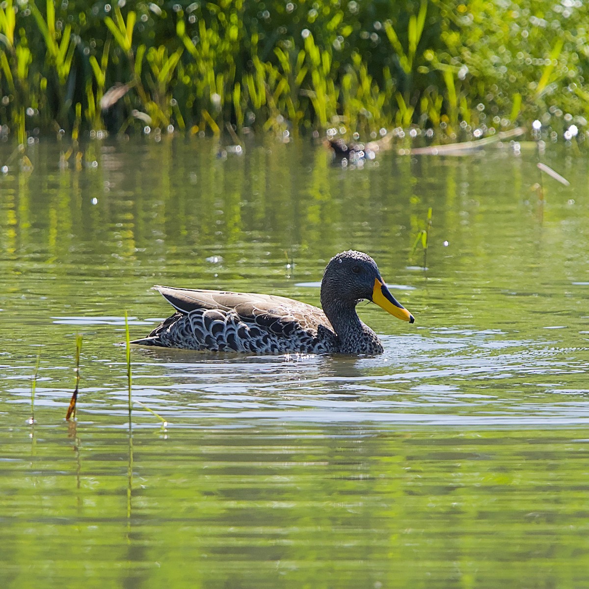 Крижень жовтодзьобий - ML645491310