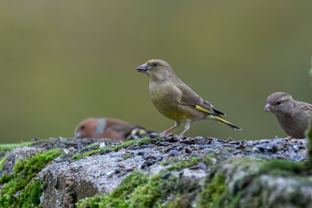 Зеленяк звичайний - ML645491311
