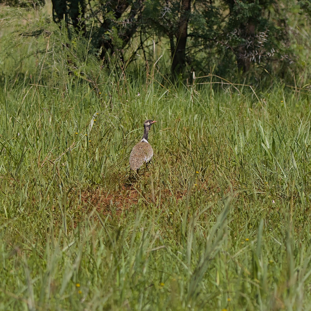 Дрохва світлокрила - ML645491312