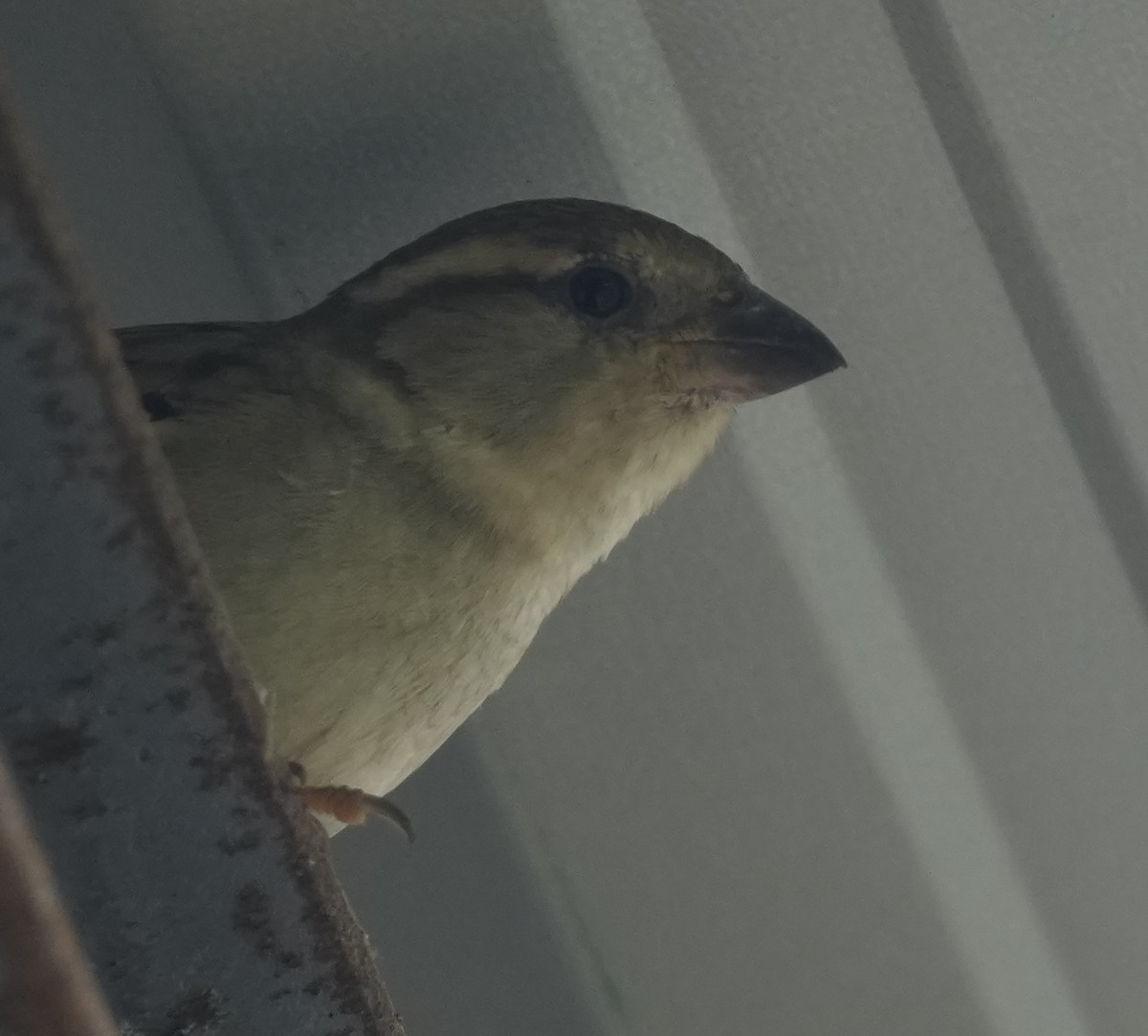 Горобець хатній - ML645491314