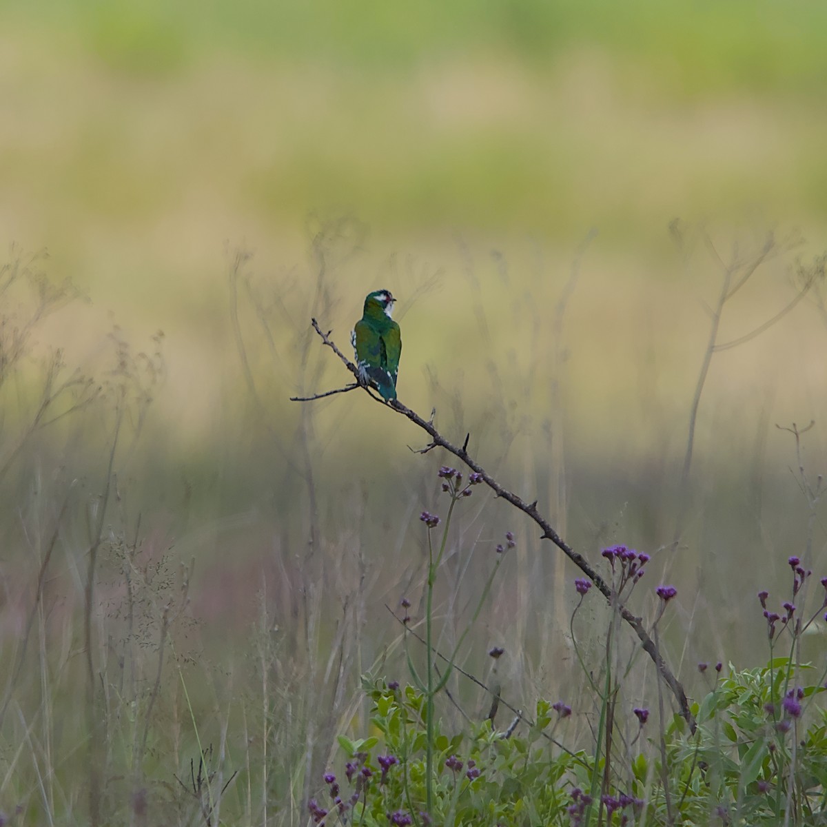 Дідрик білощокий - ML645491317
