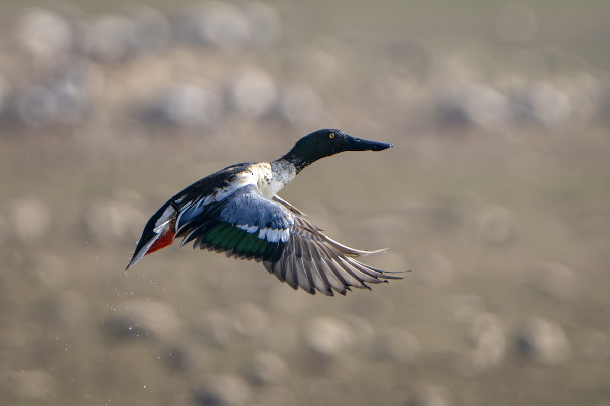 Ahate mokozabal zuria - ML645491318