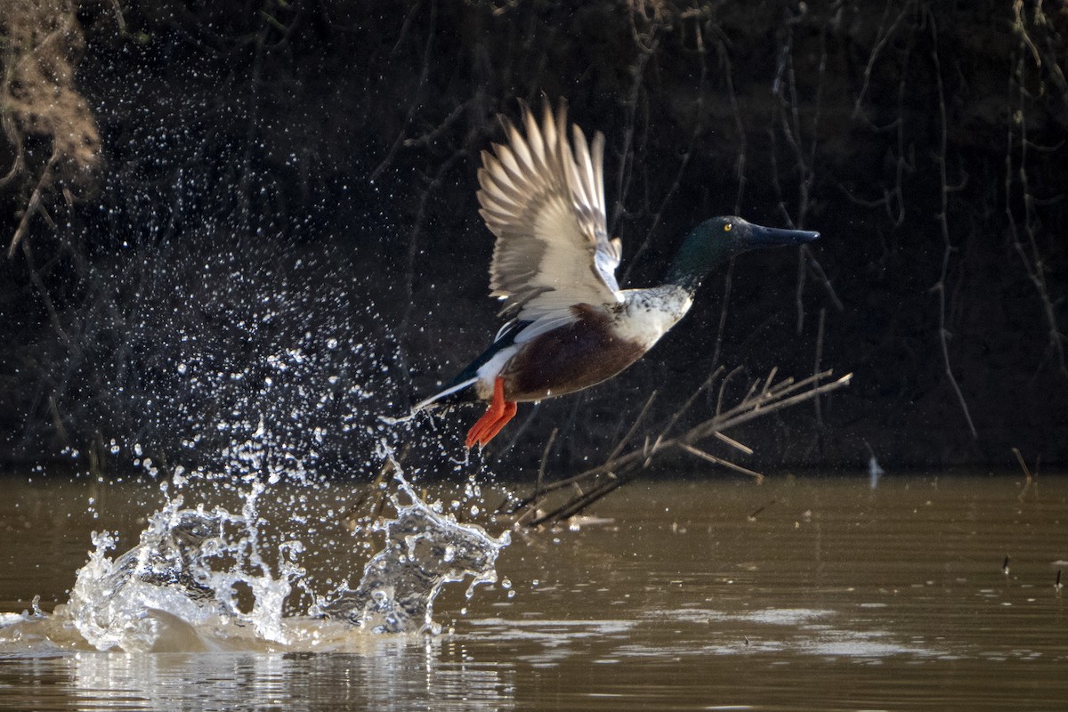 Ahate mokozabal zuria - ML645491319