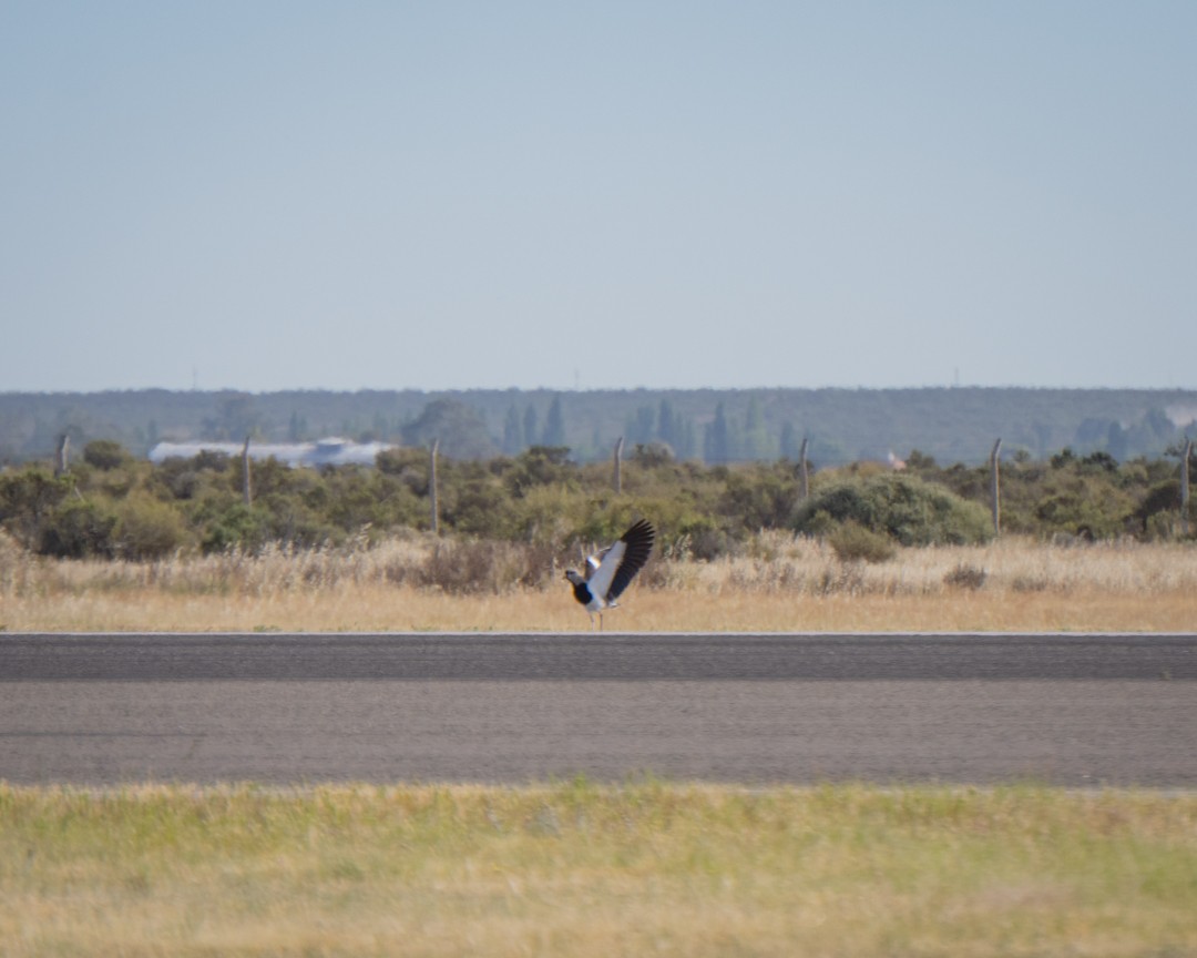 Чайка чилійська - ML645491320