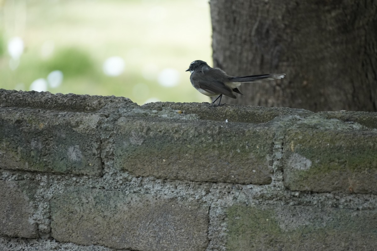 Віялохвістка цяткована - ML645491321