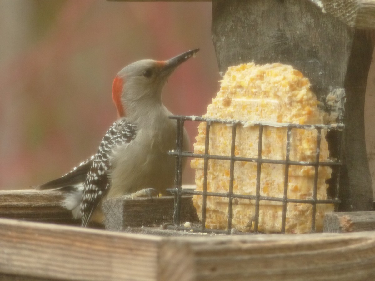 Гіла каролінська - ML645491322