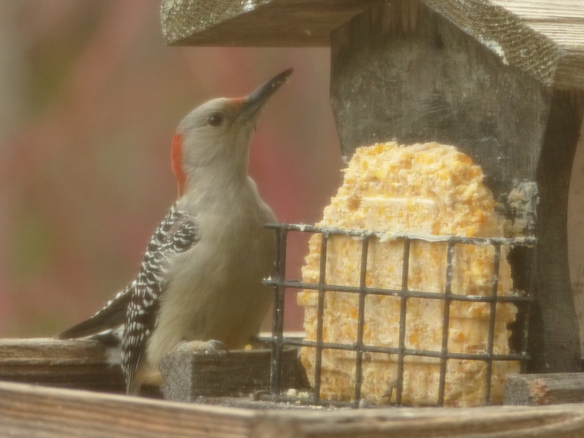 Гіла каролінська - ML645491323