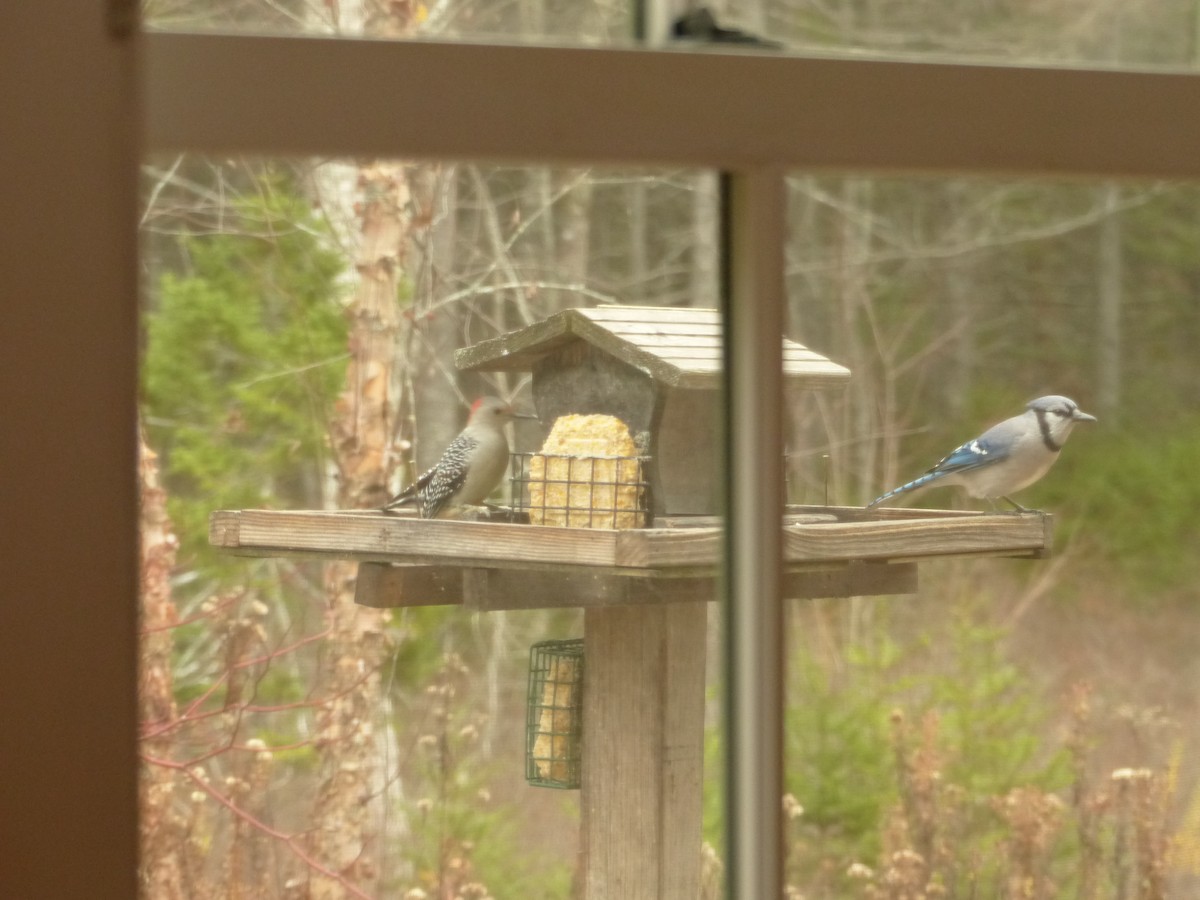 Гіла каролінська - ML645491324