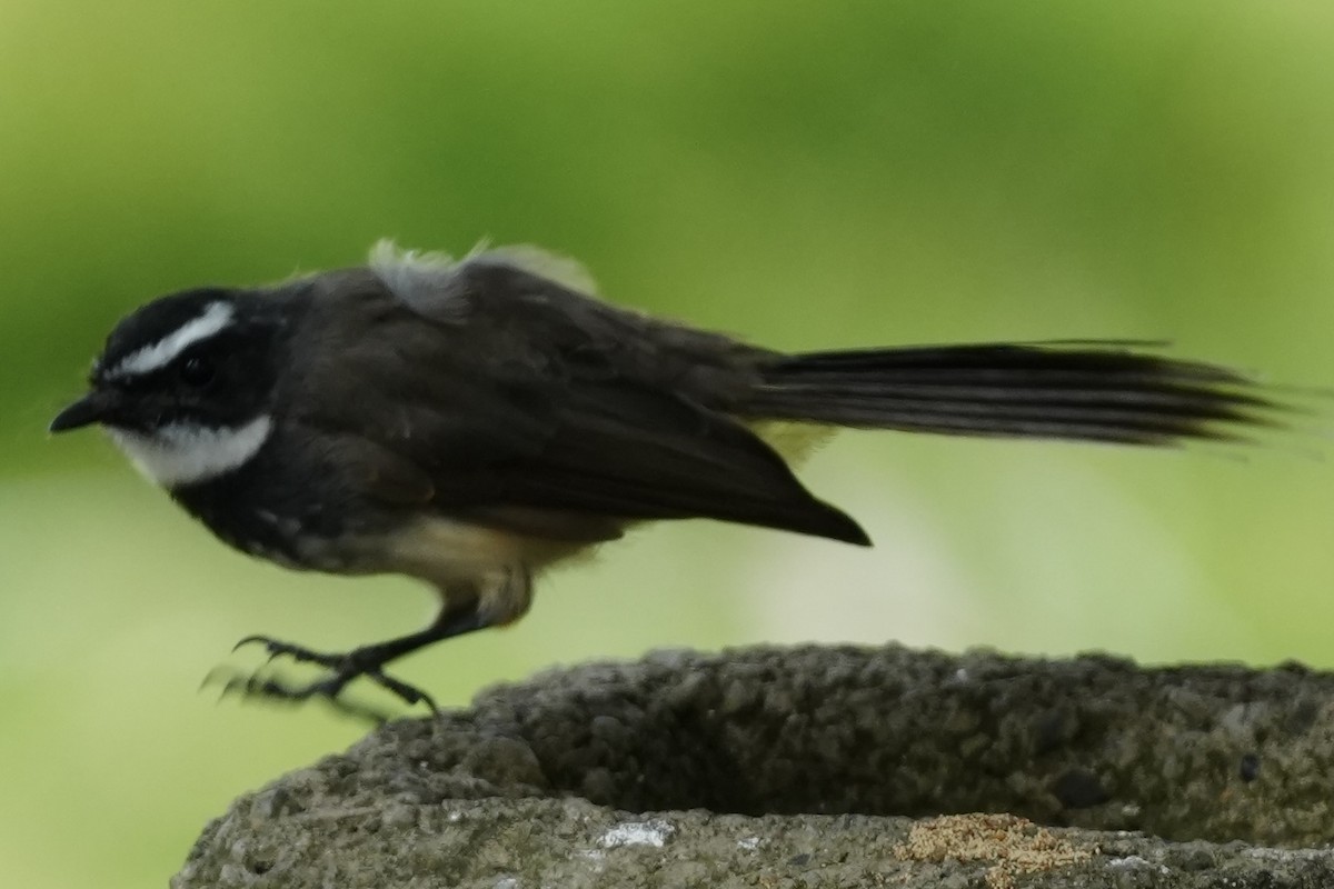 Віялохвістка цяткована - ML645491325