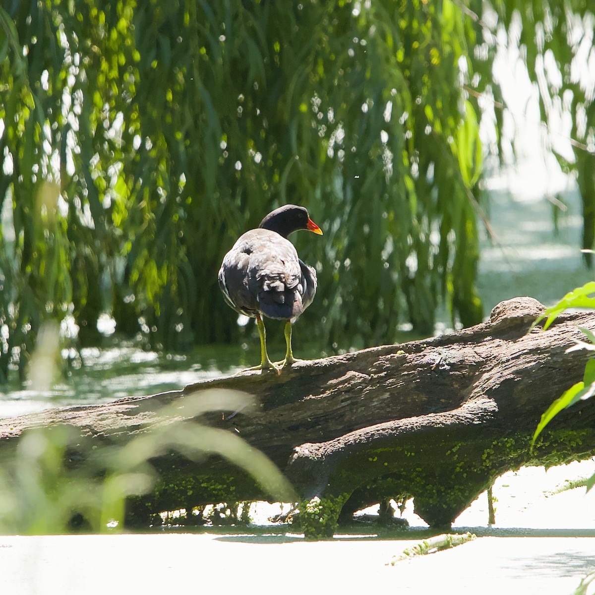 Курочка водяна - ML645491326