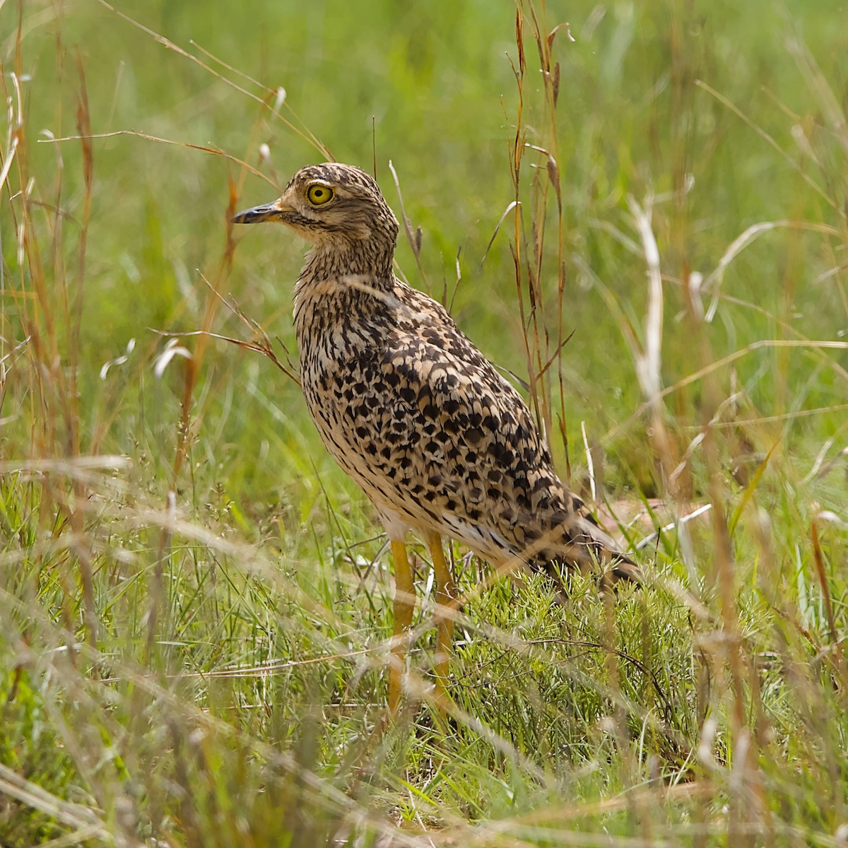 Лежень плямистий - ML645491328