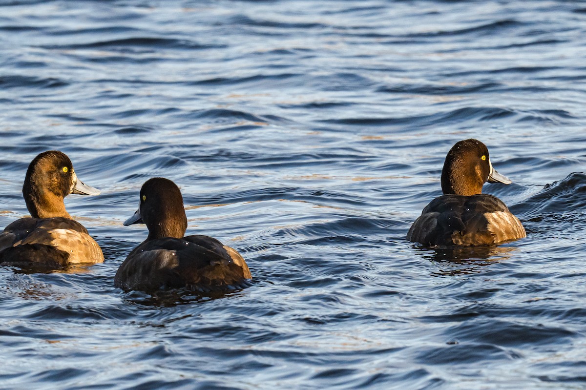 Чернь морська - ML645491329