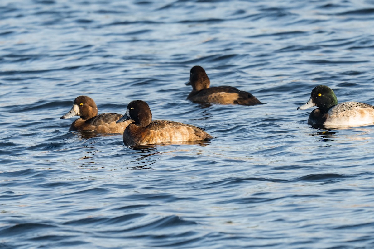 Чернь морська - ML645491330