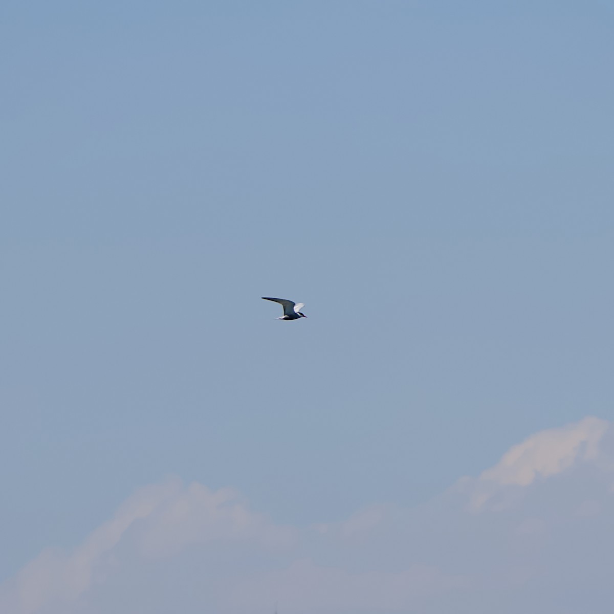 Крячок білощокий - ML645491332