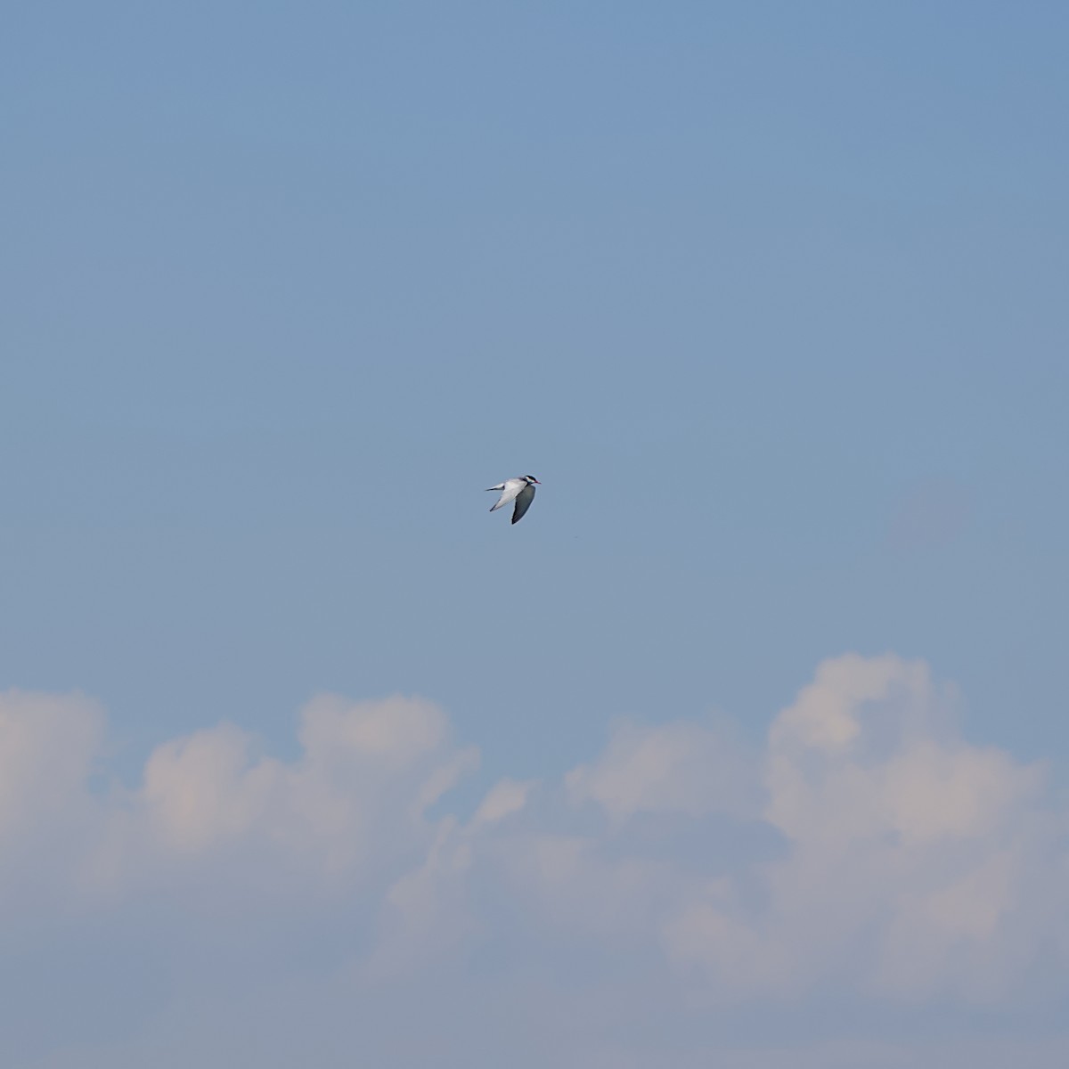 Крячок білощокий - ML645491333