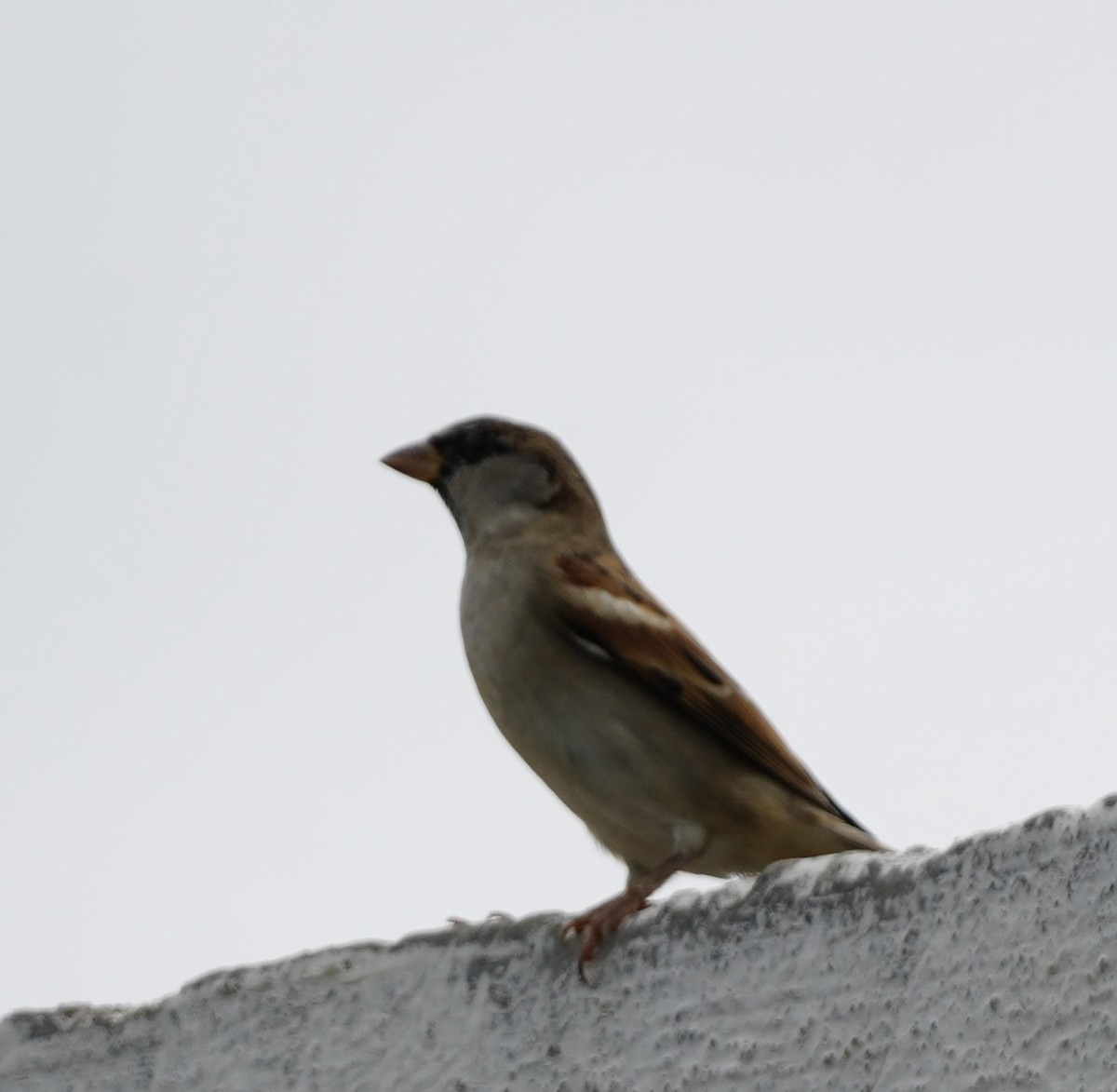 Горобець хатній - ML645491340