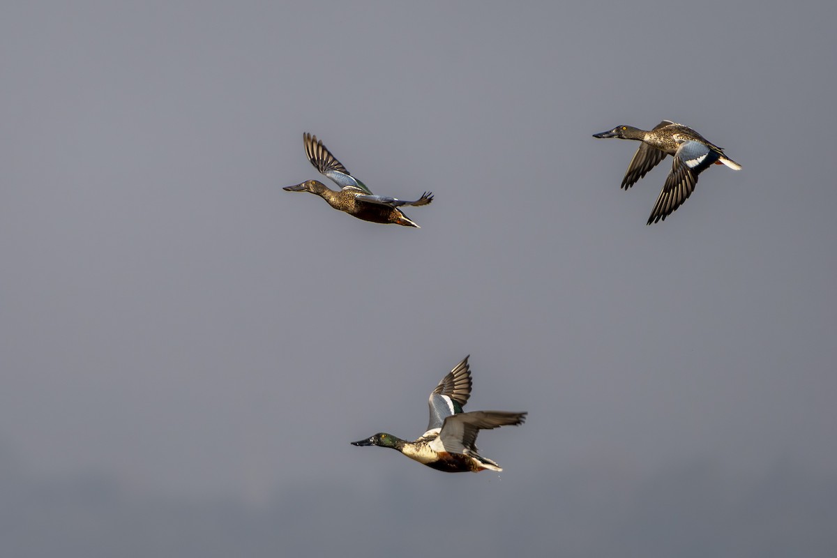 Ahate mokozabal zuria - ML645491342