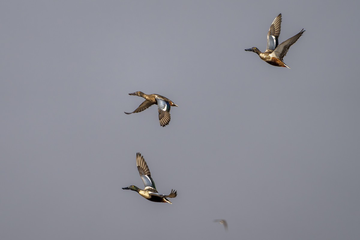 Ahate mokozabal zuria - ML645491343